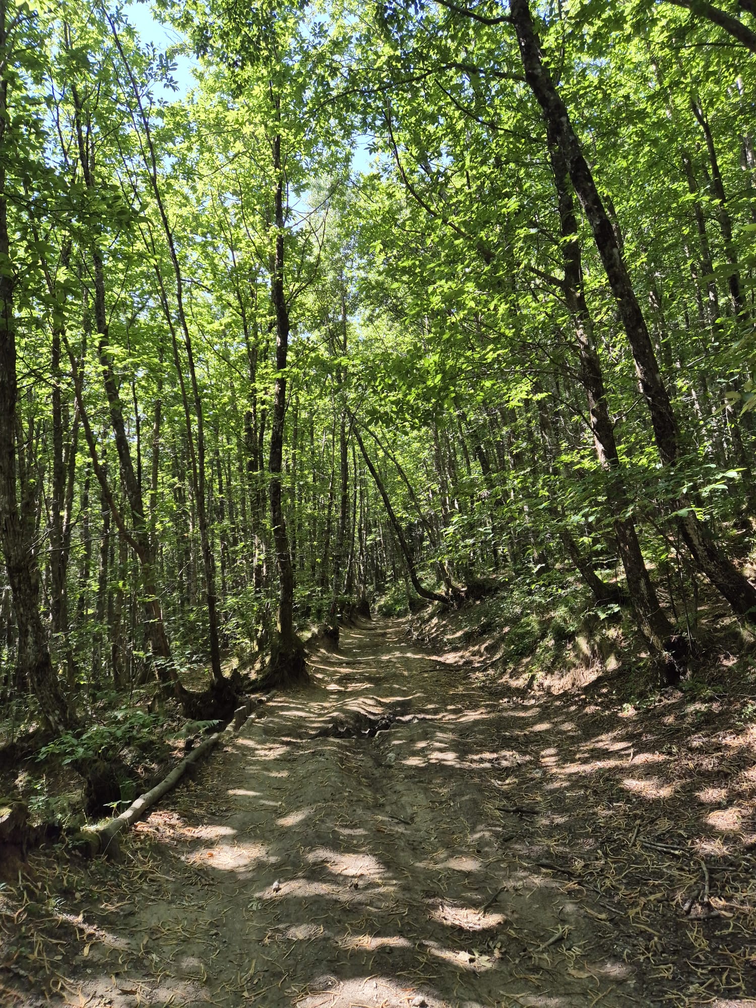 Sentiero ombreggiato attraverso un bosco